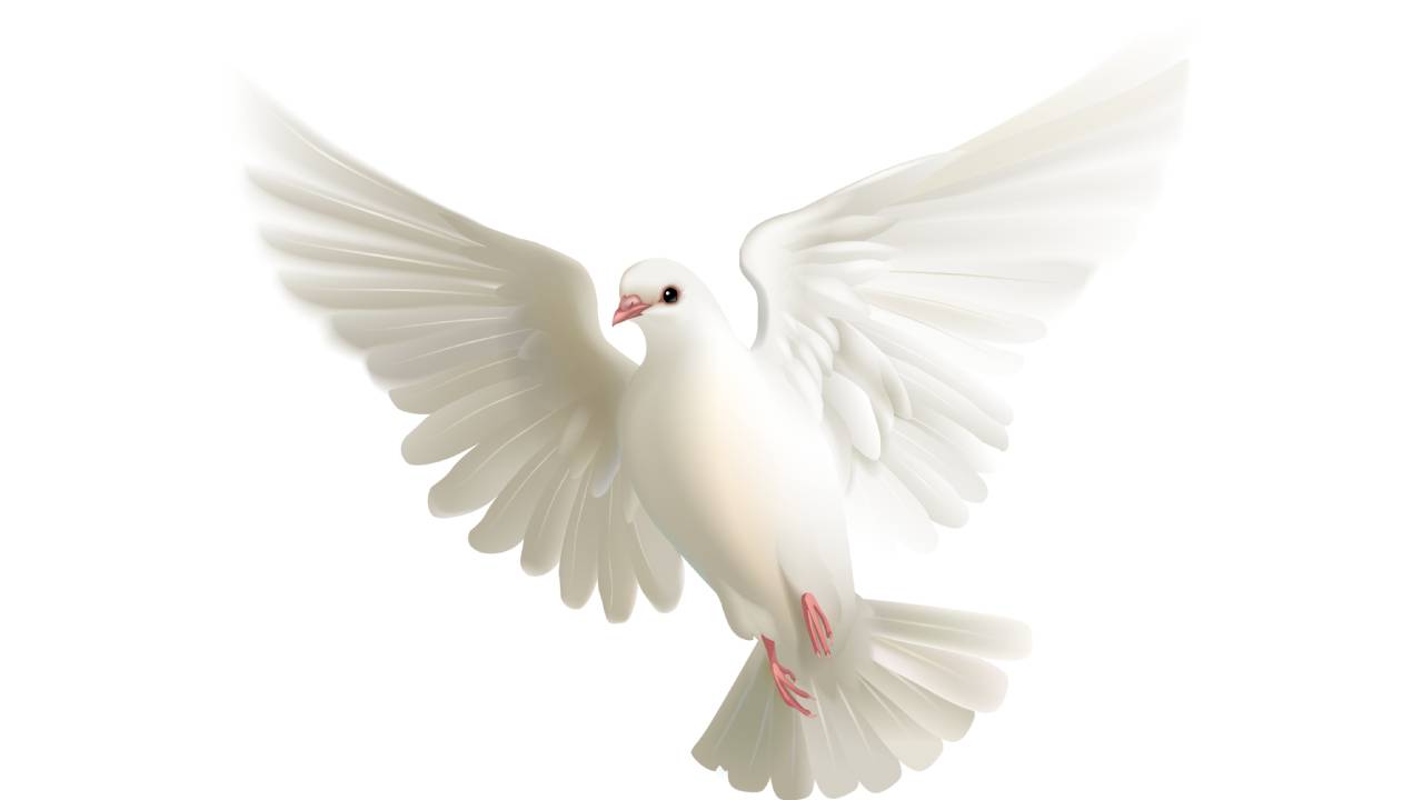 Vista previa de video